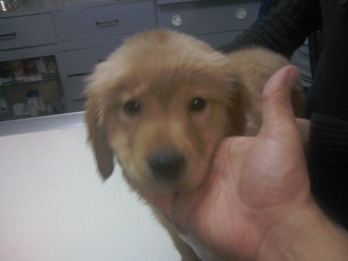 el primer dia con el veterinario, este dia llego a casa