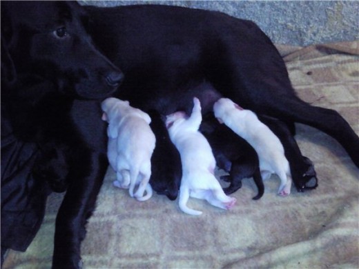 amamantando a los perritos