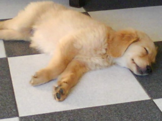 cachoritaa :) cachoritaa :)