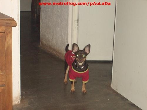 margot!!!

chihuahua..grande
muy juguetona y neurotika!!!
y muy gorditha jajaja