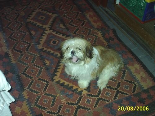 Hola, soy Jessica Reyes y necesito cruzar a mi perro
el es macho y tiene alrededor de 3 años.
El es cariñoso, amable, jugueton, docil, y tranquilo.
soy de Santiago de Chile.
si estan interesados ubicarme a jechica1@hotmail.com Hola, soy Jessica Reyes y necesito cruzar a mi perro
el es macho y tiene alrededor de 3 años.
El es cariñoso, amable, jugueton, docil, y tranquilo.
soy de Santiago de Chile.
si estan interesados ubicarme a jechica1@hotmail.com