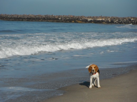 Embelleciendo la playa