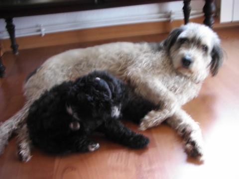 Maya, mi white terrier, con Dolsa, mi Pastor de agua