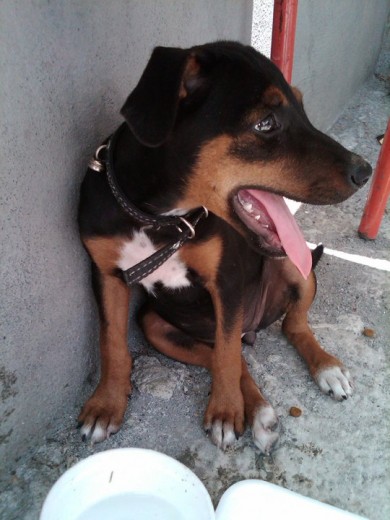 Quisiera saber que raza es mi perriita unos me dicen que parece doberman pero tiene colores blancos enlas patas i un poco en el pecho y nose que :S
Quisiera saber que raza es mi perriita unos me dicen que parece doberman pero tiene colores blancos enlas patas i un poco en el pecho y nose que :S
