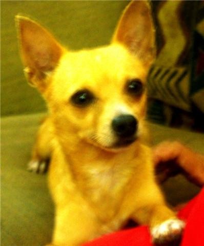 el chihuahua mas tierno de este mundo... el chihuahua mas tierno de este mundo...