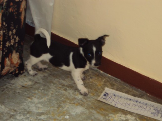 2 meses