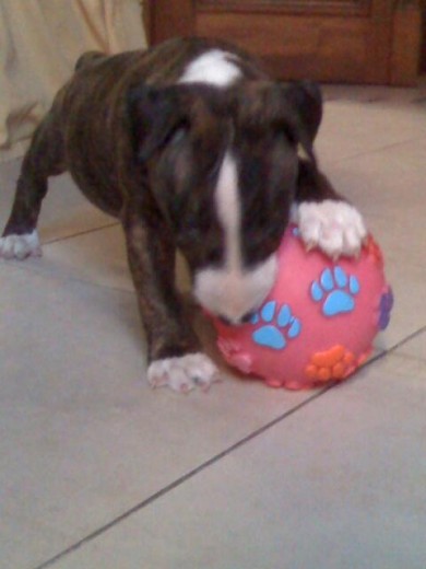 miaa y su pelotaa giganteee cn huellitass miaa y su pelotaa giganteee cn huellitass