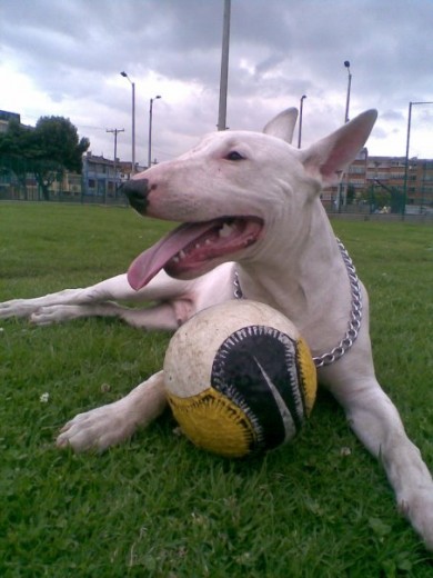 Hola tengo un Bull Terrier de un año y medio se llama Bison y esta que se monta los interesados escribanme al correo juliancharrisp@gmail.com. en Bogotá Hola tengo un Bull Terrier de un año y medio se llama Bison y esta que se monta los interesados escribanme al correo juliancharrisp@gmail.com. en Bogotá