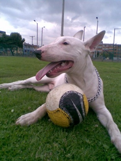 Hola tengo un Bull Terrier de un año y medio se llama Bison y esta que se monta los interesados escribanme al correo juliancharrisp@gmail.com. en Bogotá