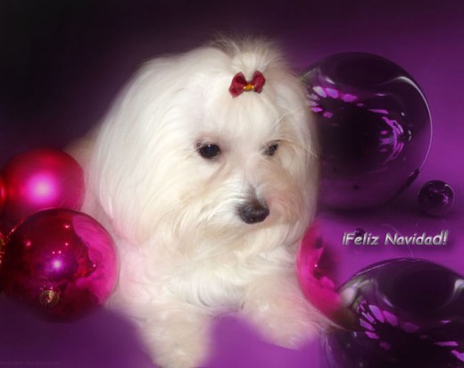 Feliz Navidad!