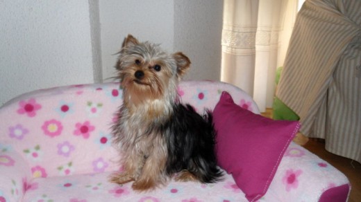 Ody probando sofa Ody probando sofa