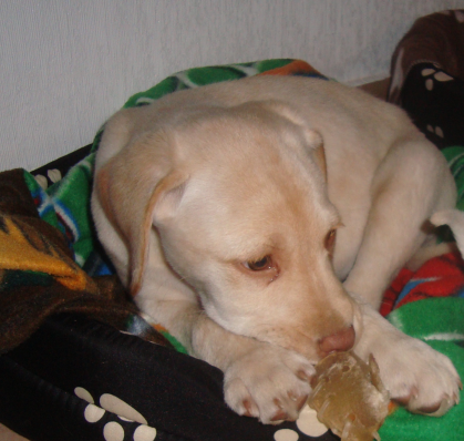 Otto en su cama con uno de sus juguetes favoritos