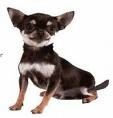 aqui esta mi perrita aqui esta mi perrita