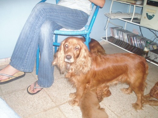Con Gema y Blue cuando cachorros Con Gema y Blue cuando cachorros