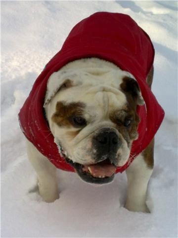 paquito in the snow