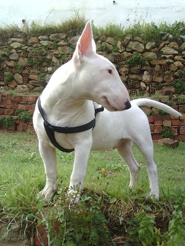 Dando un buen paseo Dando un buen paseo