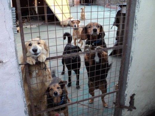 HAY MUCHOS COMO ESTOS QUE NECESITAN HOGAR URGENTE , ESTAN EN UN LUGAR DONDE NO SE LOS ATIENDE.SI HAY ALGUIEN INTERESADO POR FAVOR ESCRIBAN A ESTE EMAIL POR LOS PERRITOS DE ELENA. marian_casal@hotmail.com