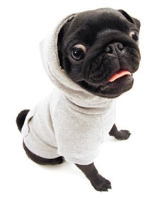 este es mi pug el se llama cody :)