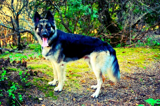 Esta es la historia de Nerón: Lo compre por 50 euros cuando tenía 4 meses de edad cuando tenía alrededor de año y medio lo tuve que dar a un amigo de mi padre que tenía una finca, lo tuve que dar por problemas familiares y no podía hacerme cargo de él en ese momento, yo no podía olvidarlo todos los días había un ratito en mis pensamientos para él, al cabo de los 4 meses viendo la serie "REX un policía diferente" en casa de mis padres y con mi novia delante hice un comentario refiriéndome a Nerón y entonces fue cuando me dieron la mala noticia Nerón se había escapado hacia 15 días y mis padres y mi novia lo sabían desde la primera semana, me pegue 3 días sin hablarles a los 3, eso me lo dijeron un domingo el lunes cuando salí de trabajar a las 3 del medio día cogí mi coche y sin comer nada en todo el día me pegue toda la tarde buscándolo por los alrededores de la finca que estaba rodeada por 3 carreteras 3!! Por donde pasaban tráiler uno detrás de otro pero nada no aparecía, el martes volví de nuevo y tampoco hubo suerte, el miércoles me lleve mi bici en el coche para buscarlo más a fondo pero nada, el jueves me dedique a mandar email y a llamar a todas las perreras y refugios de Sevilla por si lo habían encontrado  pero nada, ya el viernes desistí empecé a pensar lo peor no fui a buscarlo pero el sábado!! A las 10 de la noche en casa de unos amigos con la comida recién comprada y en la mesa recibí una llamada la llamada de la esperanza me llamo Nati de asociación LASA (La Sonrisa Animal) y me dijo que llevaba viendo varios días a un perro como Nerón en una gasolinera y que estaba muy delgado llevaba ya 18 días desaparecido me levante de la mesa cogí mi coche y me fui corriendo llegue y no había ni nadie ni ningún perro en la gasolinera era un polígono me lo patee entero y nada no estaba entonces cuando ya me iba vi una urbanización en frente y me metí y en la primera calle por la que me metí había un descampado y allí estaba lo estoy recordando y se me ponen los bellos de punta deje el coche lo llame y no venia me extrañaba después de 4 meses separados era normal me tuve que tirar al suelo para que se fiara y viniera, cuando me olio fue una explosión de alegría y de llanto fue increíble y os tengo que decir que parecía que me estaba buscando y esperando porque estaba loco por subirse al coche y que todo eso acabara ya, estaba muy pero que muy delgado no tenía apenas pelo  estaba demacrado ahora mismo estoy escribiendo esto y lo tengo bajo mis pies.
Ya hace casi 2 años de eso y ya puede llegar el fin del mundo que no me vuelvo a separar nunca más de el.
