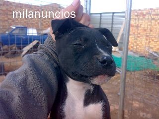 ola me gustaria compra este perro pero no se si es puro me gustaria k alguno de ustedes k teneis experiencia me lo digas e yamado al dueño i me ha dixo k es pitbull pero exactamente la raza pitbull es o american sttanfor o pitbull terrier no pitbull solo creo ?? aki tiene dos mese de edad  gracias i un saludo 