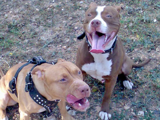 estos son los abuelos del zeus la kira 3 años y el tyson 1 añito MIS primeros pitbull 
