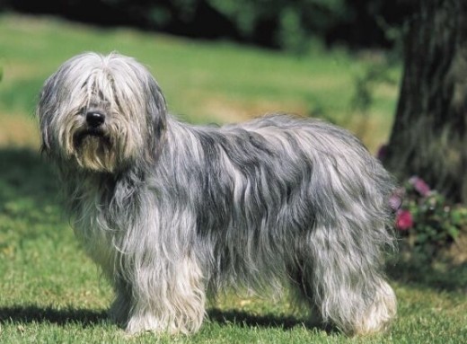 es un perrito muy lindo le facina jugar con el agua su pasion es el agua, si vieran que tan bien la pasa 