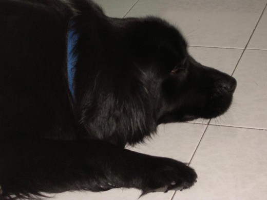 pucca , nuestra pequeña terranova pucca , nuestra pequeña terranova