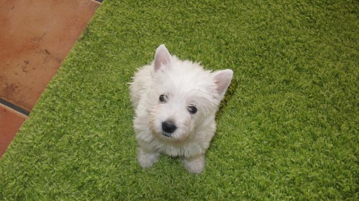 Puncito a los 2 meses :)