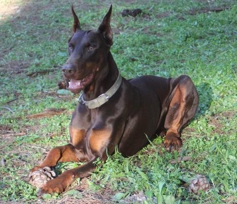 Ray, macho doberman 3 años y medio de edad. 