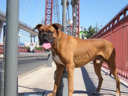 es boxer tiene un mese es raza grande pero no se defiende mi perro es un poco modesto pero mas le gusta jugar