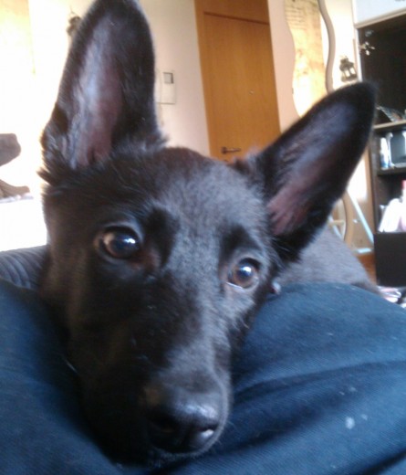 Esta foto es de los primeros dias en casa.. lo adoptamos en una protectora de Madrid, que los habian abandonado a el y a su hermano :(