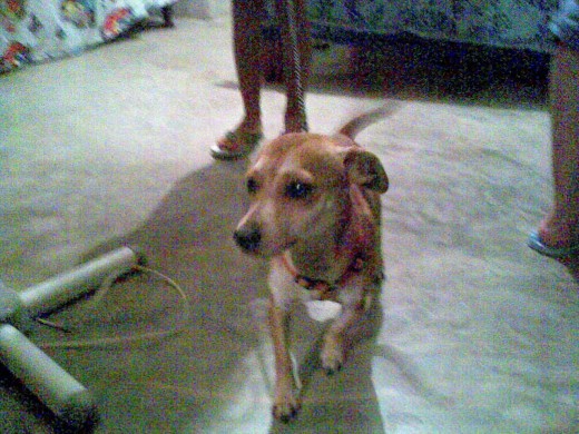 SE BUSCA ESTE PERRITO POR FAVOR SI LO VE LLAMA AL 2-12-19-66 SI LLAMAN PREGUNTE POR LESLIE IRIDIANA LOPEZ CRESPO