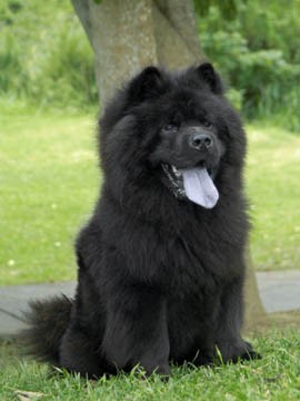mi negra bella mi negra bella