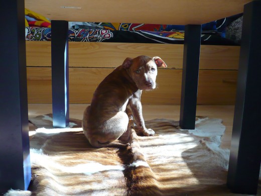 Esta es Taca, nuestra nueva mascota, estamos muy contentos con ella.
Es una pitbull Esta es Taca, nuestra nueva mascota, estamos muy contentos con ella.
Es una pitbull