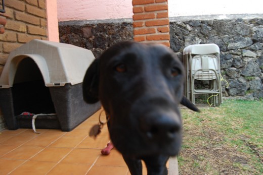 Tayra huele la camara, le parecia curioso