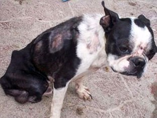 mi tekilo nadie lo keria x qe no tenia sus patitas pero eso no me impidio adoptarlo y darle mi amor asi lo kise y lo voy a segir qeriendo aunke ya no este con migo mi bebe te kiero mucho siempre recuerdalo mi chkito bebe mi tekilo nadie lo keria x qe no tenia sus patitas pero eso no me impidio adoptarlo y darle mi amor asi lo kise y lo voy a segir qeriendo aunke ya no este con migo mi bebe te kiero mucho siempre recuerdalo mi chkito bebe