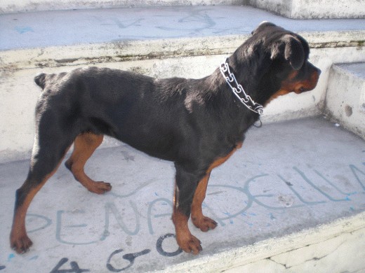 Titán en el parque