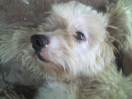 Mi perro,lo amo ! Mi perro,lo amo !
