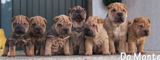 cachorros