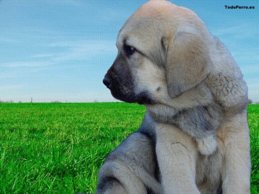 tommy es tu mejor amigo porque le encanta dar largos paseos contigo tommy es tu mejor amigo porque le encanta dar largos paseos contigo
