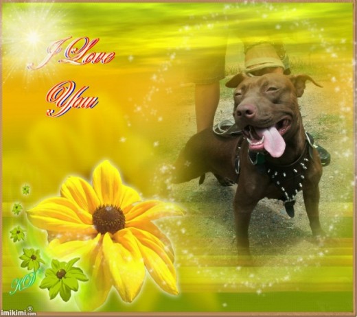 ES PRESIOSA Y ES UNA DE LOS 4 PERROS PITBULL Q TENGO SON MARABILLOSOS ES PRESIOSA Y ES UNA DE LOS 4 PERROS PITBULL Q TENGO SON MARABILLOSOS