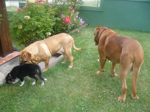 Con dos Dogos de Burdeos, Buco y Kira