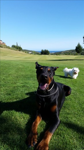 Aquí estan mis perros  Bubba  (el doberman) y Pippo (Bichon  Maltés )
Por desgracia  Bubba se nos acaba de  morir con 10  años  y nos ha dejado un vacío  enorme.