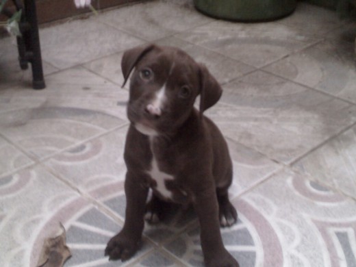 este es Ares es un red nose de 2 meses y 9 dias todos los consejos son bienvenidos este es Ares es un red nose de 2 meses y 9 dias todos los consejos son bienvenidos