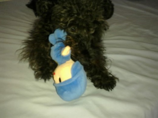 Chiky vs Pocoyo