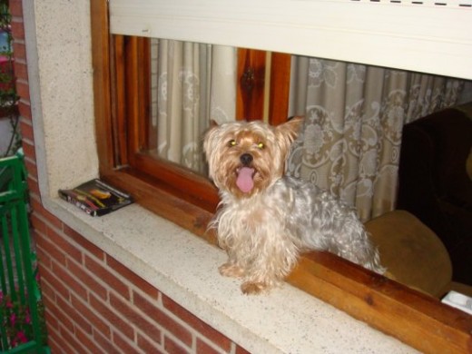 yackie asomada a la ventana, menos mal que es un chalet jeje!