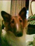mi perro es mu wapo y estaba en la cama sentado to wapo mi perro es mu wapo y estaba en la cama sentado to wapo