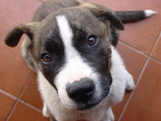 Esta foto es del día que llegó a casa. Desde el primer momento hubo una gran conexión. Sólo hay que ver esa mirada directa, llena de confianza y amor, que desde el primer momento mostró con certeza lo que ha sido: el mejor compañero de estos últimos 7 años. Esta foto es del día que llegó a casa. Desde el primer momento hubo una gran conexión. Sólo hay que ver esa mirada directa, llena de confianza y amor, que desde el primer momento mostró con certeza lo que ha sido: el mejor compañero de estos últimos 7 años.