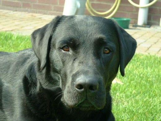 este es moro el labrador este es moro el labrador
