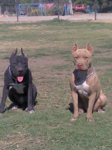 Paseando por el parque Paseando por el parque